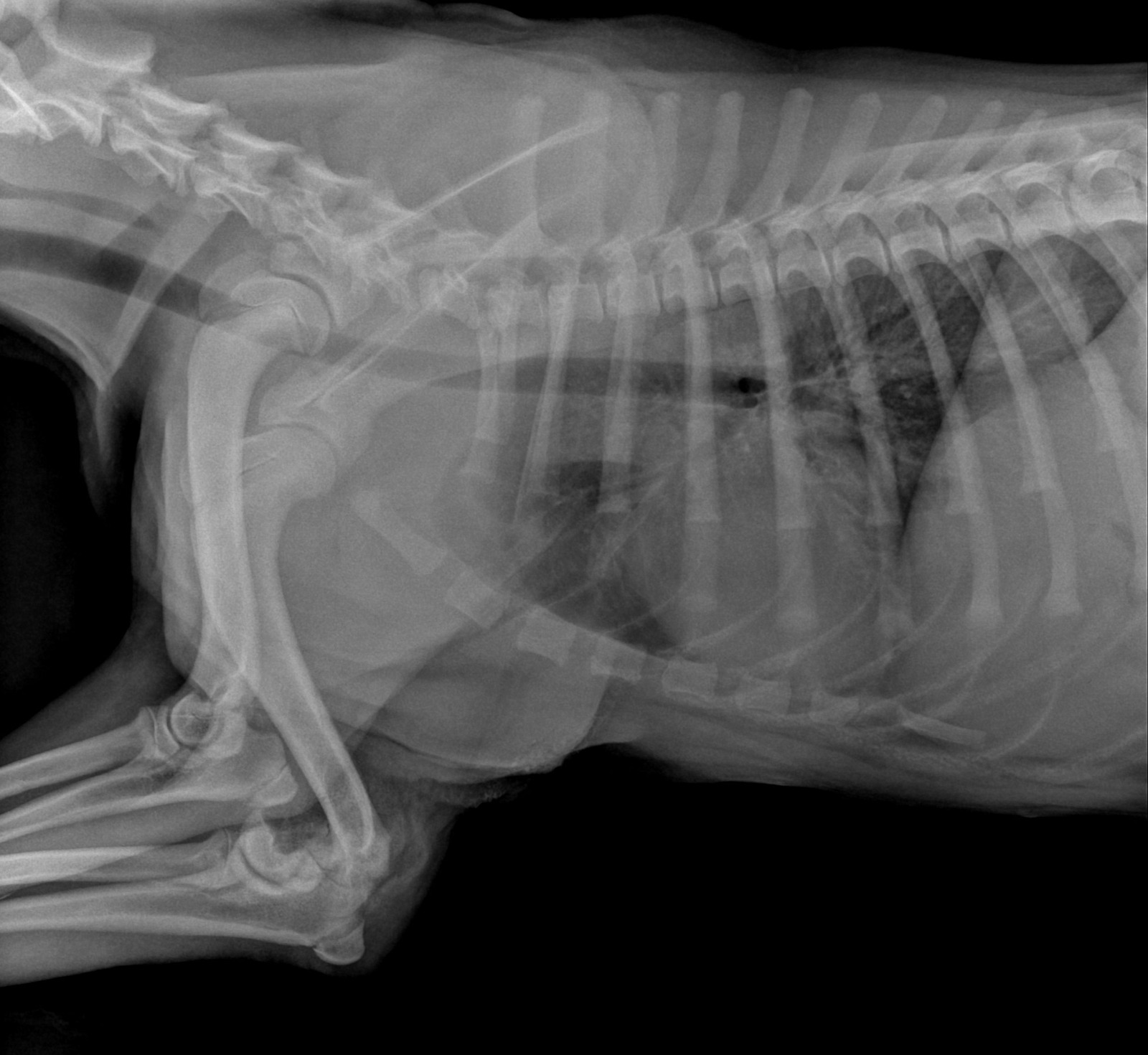 Veterinaria Zoohabitat bienvenida