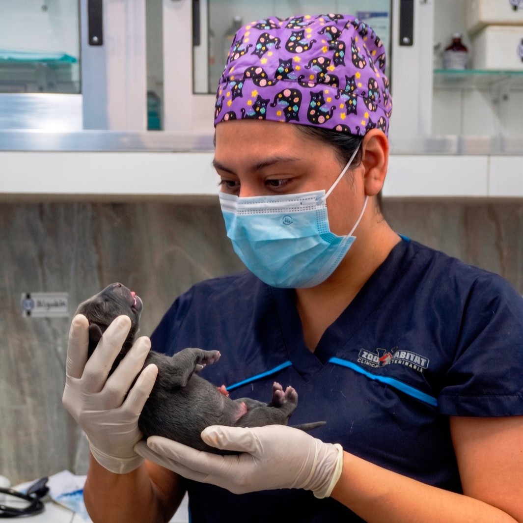 Veterinaria Zoohabitat bienvenida
